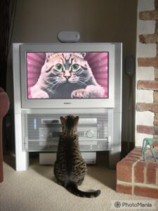 Cat TV